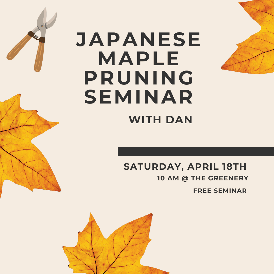 Japanese Maple Care Seminar with Dan Briseño