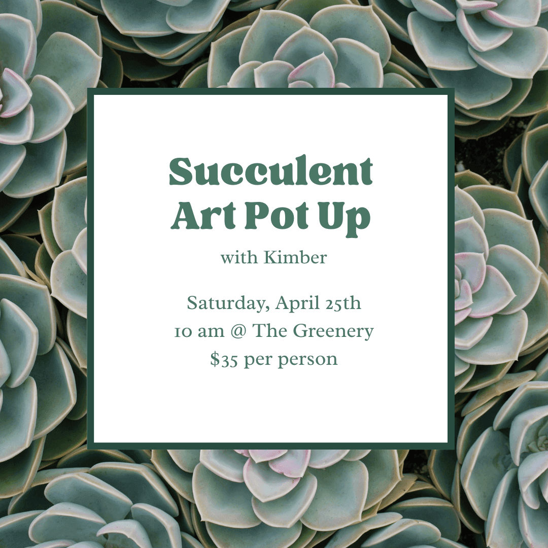 Succulent Art Pot-Up with Kimber